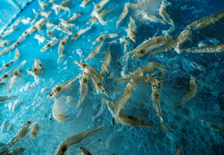 shrimp Nobel fresh sea foods